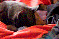 image of a sleeping black-blue cat on a bed
