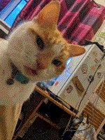 image of a white and ginger cat
