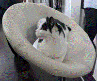 image of a white and black cat laying in a chair