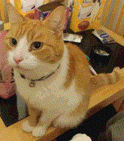 image of a ginger and white cat