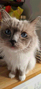 image of a fluffy toasted marshmallow cat